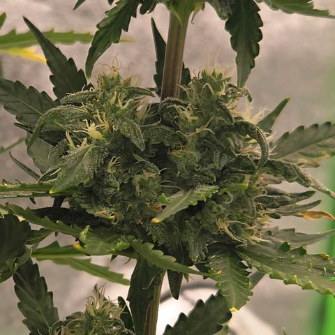 Auto Moon Rocks growlog timeline photo
