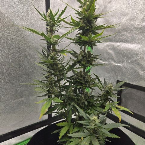 Auto Moon Rocks growlog timeline photo