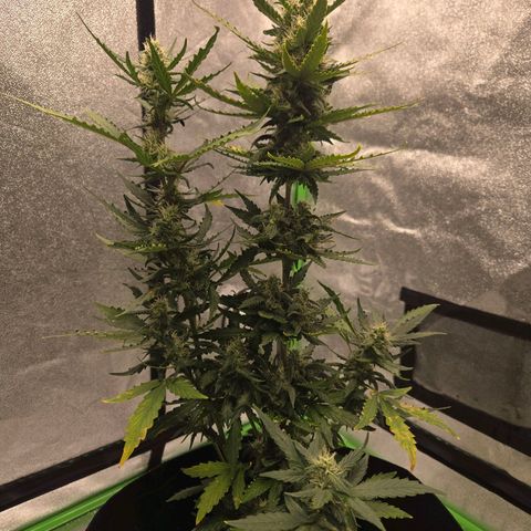 Auto Moon Rocks growlog timeline photo