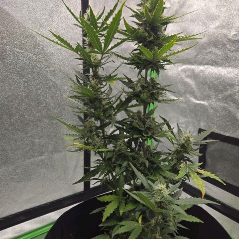 Auto Moon Rocks growlog timeline photo
