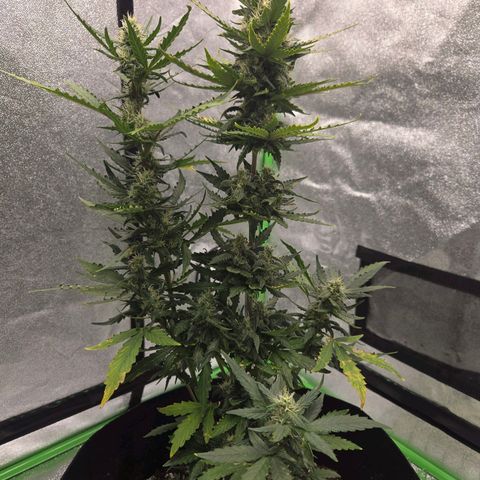 Auto Moon Rocks growlog timeline photo
