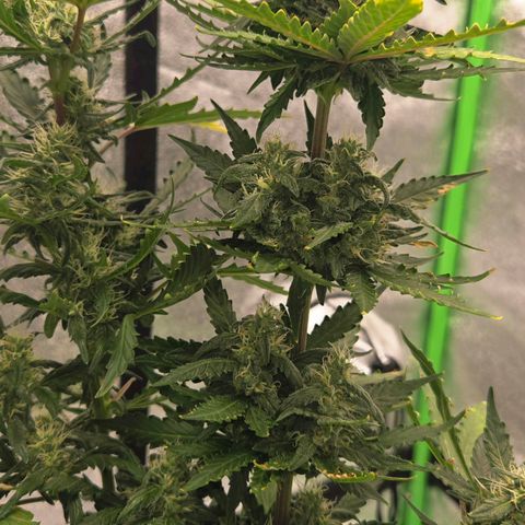Auto Moon Rocks growlog timeline photo
