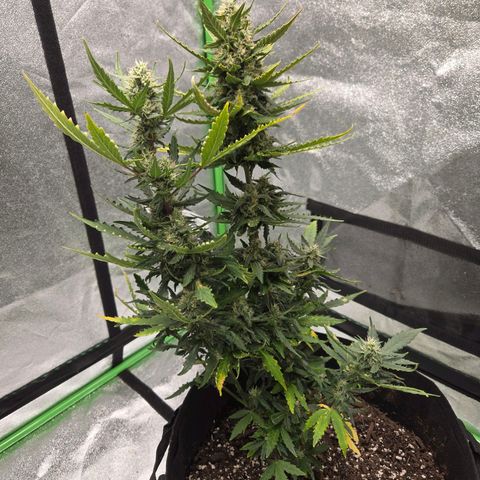 Auto Moon Rocks growlog timeline photo