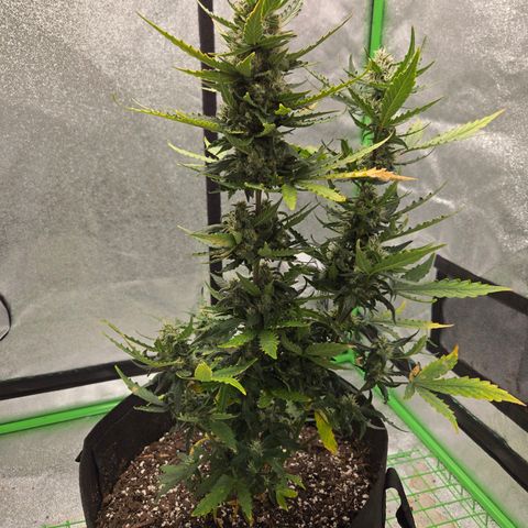 Auto Moon Rocks growlog timeline photo