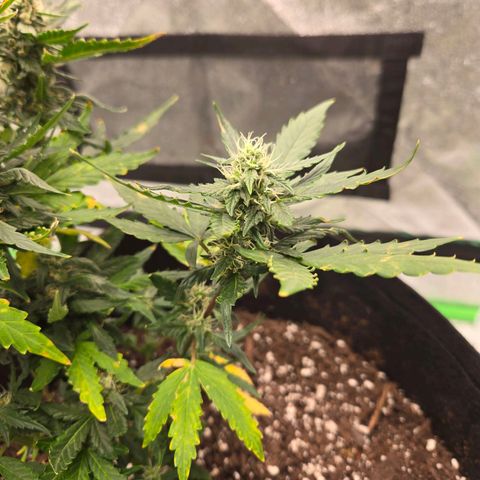Auto Moon Rocks growlog timeline photo