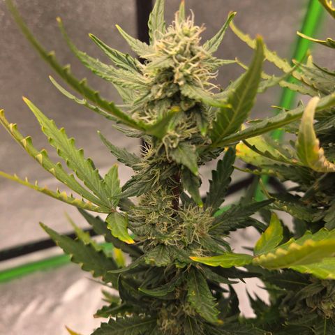 Auto Moon Rocks growlog timeline photo