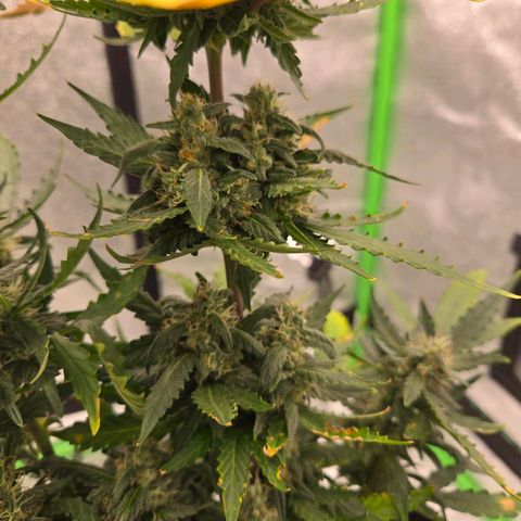 Auto Moon Rocks growlog timeline photo