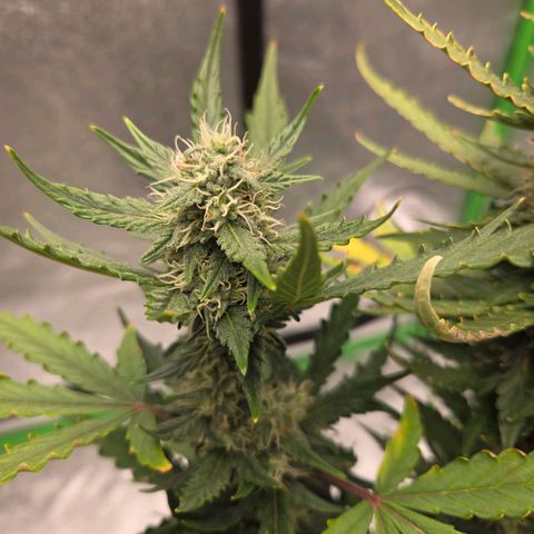 Auto Moon Rocks growlog timeline photo