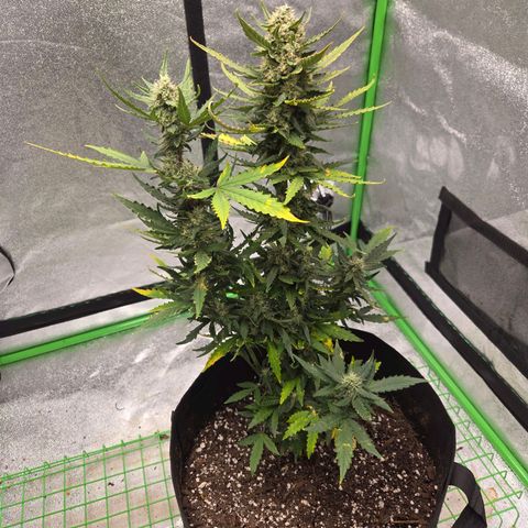 Auto Moon Rocks growlog timeline photo