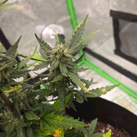 Auto Moon Rocks growlog timeline photo