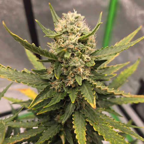 Auto Moon Rocks growlog timeline photo