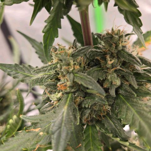 Auto Moon Rocks growlog timeline photo