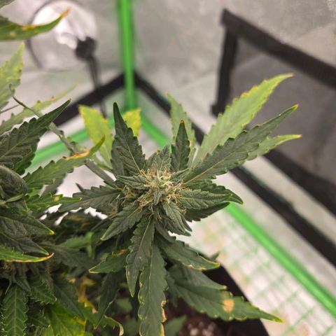 Auto Moon Rocks growlog timeline photo