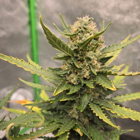Auto Moon Rocks growlog timeline photo