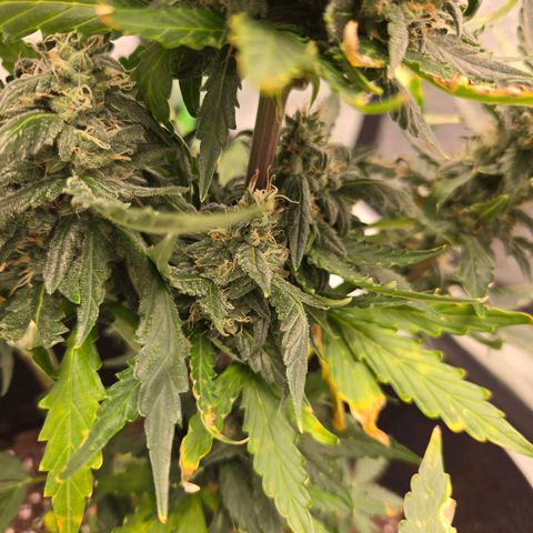 Auto Moon Rocks growlog timeline photo