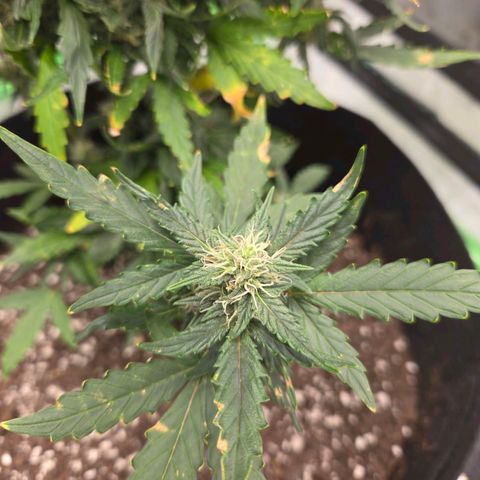 Auto Moon Rocks growlog timeline photo