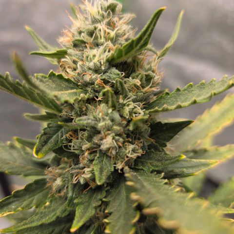 Auto Moon Rocks growlog timeline photo