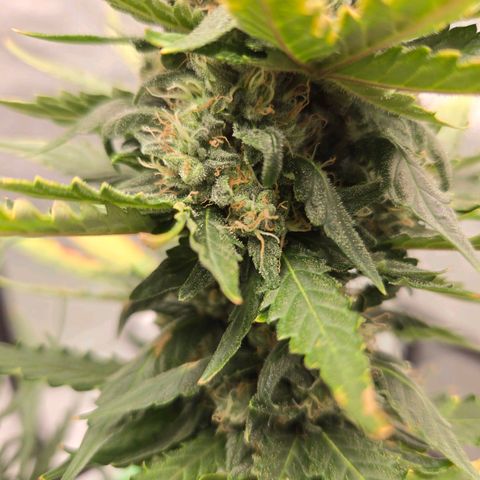 Auto Moon Rocks growlog timeline photo