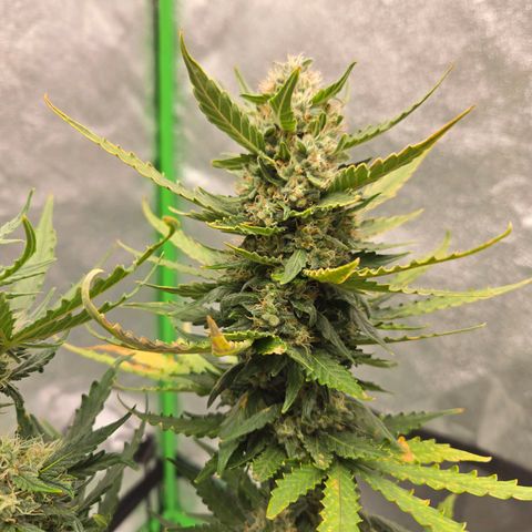 Auto Moon Rocks growlog timeline photo