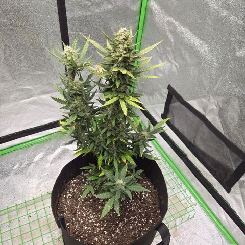 Auto Moon Rocks growlog timeline photo