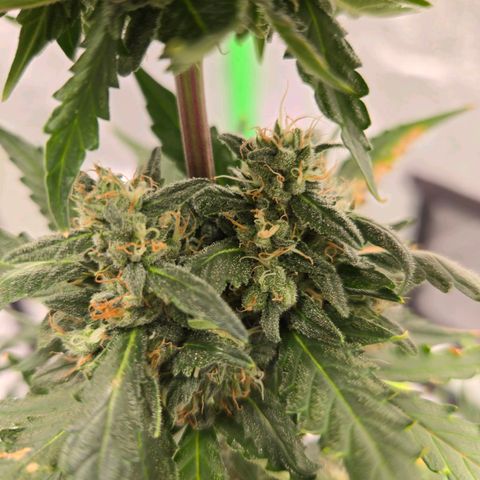 Auto Moon Rocks growlog timeline photo