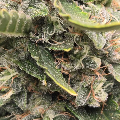 Auto Moon Rocks growlog timeline photo