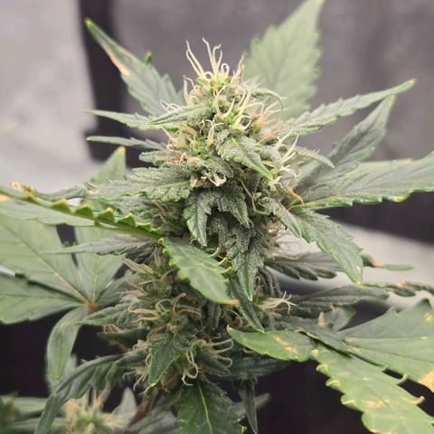 Auto Moon Rocks growlog timeline photo