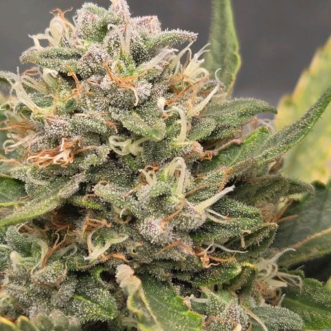 Auto Moon Rocks growlog timeline photo