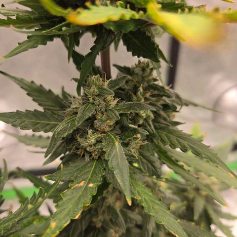 Auto Moon Rocks growlog timeline photo