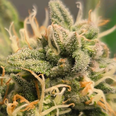Auto Moon Rocks growlog timeline photo