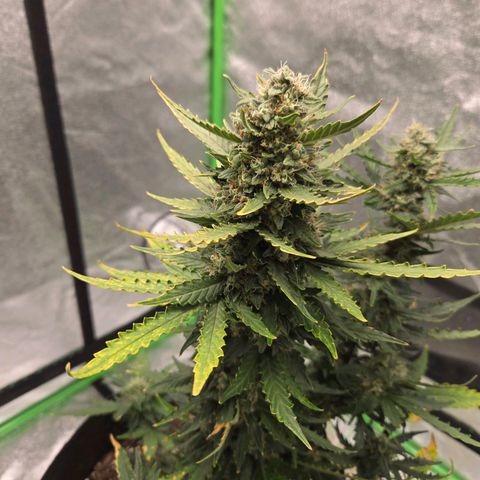 Auto Moon Rocks growlog timeline photo