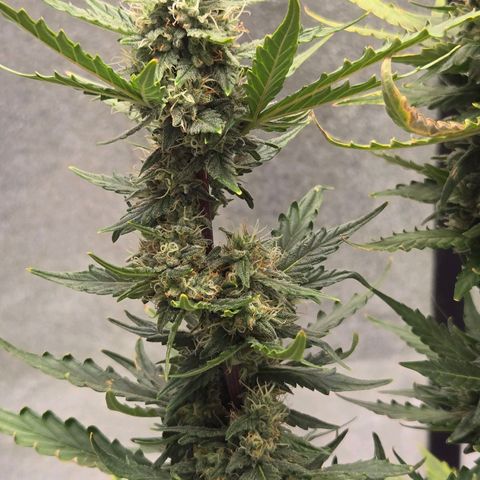 Auto Moon Rocks growlog timeline photo
