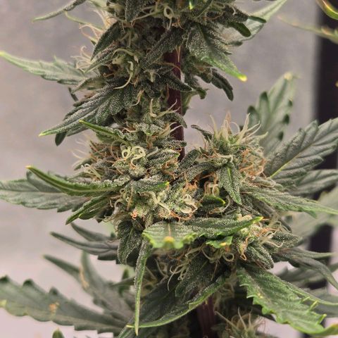 Auto Moon Rocks growlog timeline photo