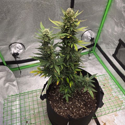 Auto Moon Rocks growlog timeline photo
