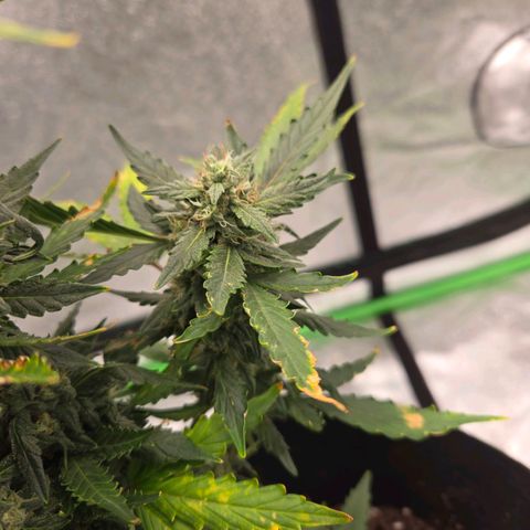 Auto Moon Rocks growlog timeline photo