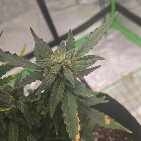 Auto Moon Rocks growlog timeline photo