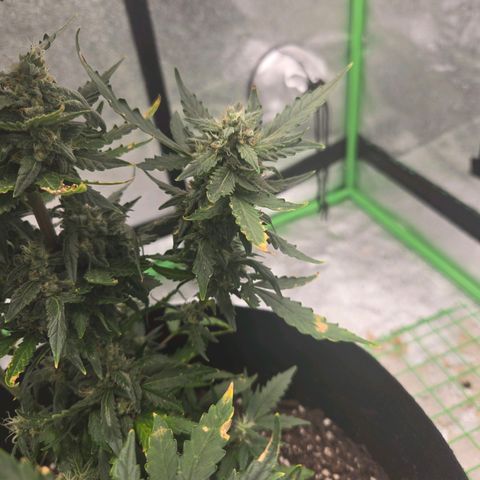 Auto Moon Rocks growlog timeline photo