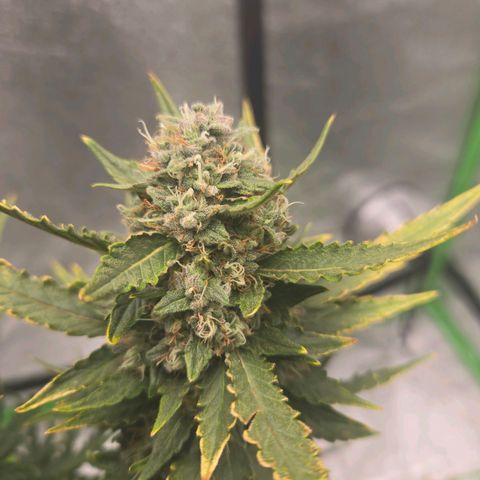 Auto Moon Rocks growlog timeline photo