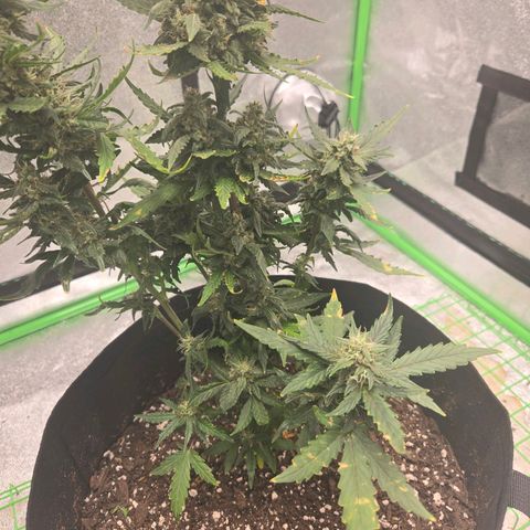 Auto Moon Rocks growlog timeline photo