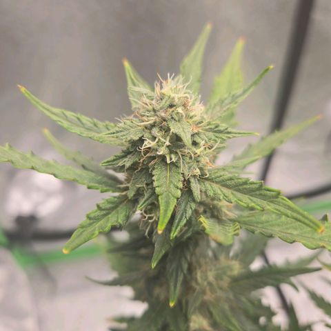 Auto Moon Rocks growlog timeline photo