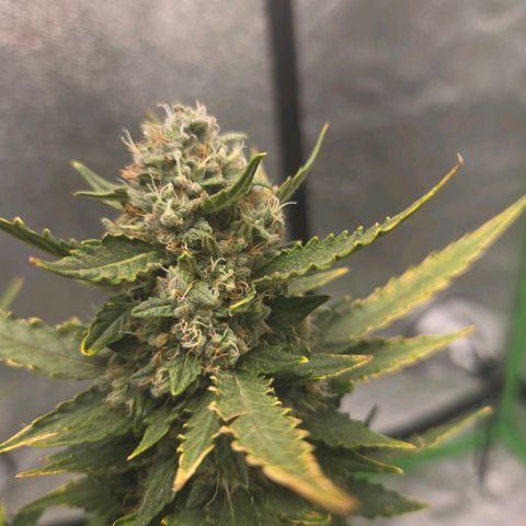 Auto Moon Rocks growlog timeline photo
