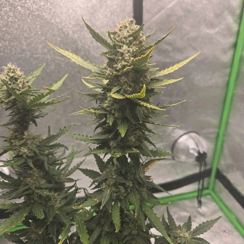 Auto Moon Rocks growlog timeline photo