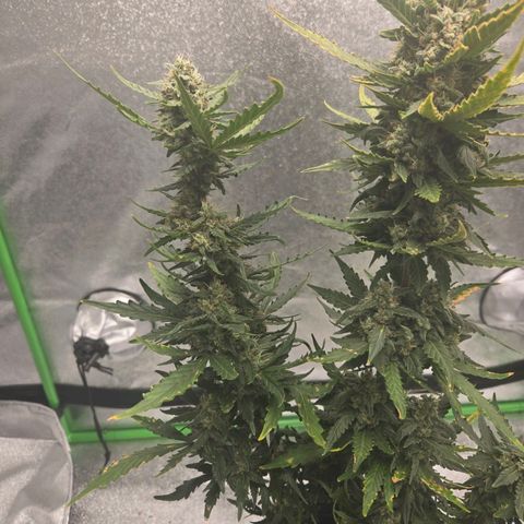 Auto Moon Rocks growlog timeline photo