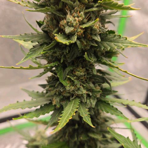 Auto Moon Rocks growlog timeline photo