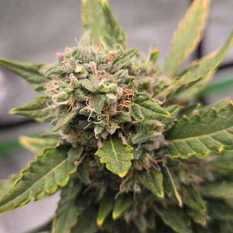 Auto Moon Rocks growlog timeline photo