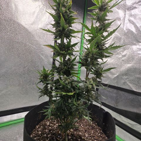 Auto Moon Rocks growlog timeline photo