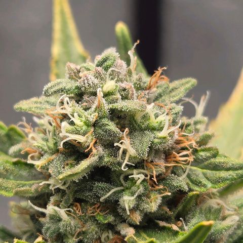 Auto Moon Rocks growlog timeline photo