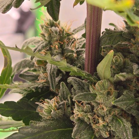 Auto Moon Rocks growlog timeline photo