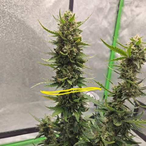 Auto Moon Rocks growlog timeline photo