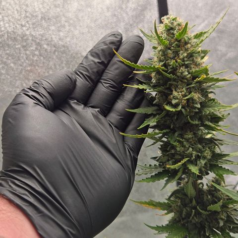 Auto Moon Rocks growlog timeline photo